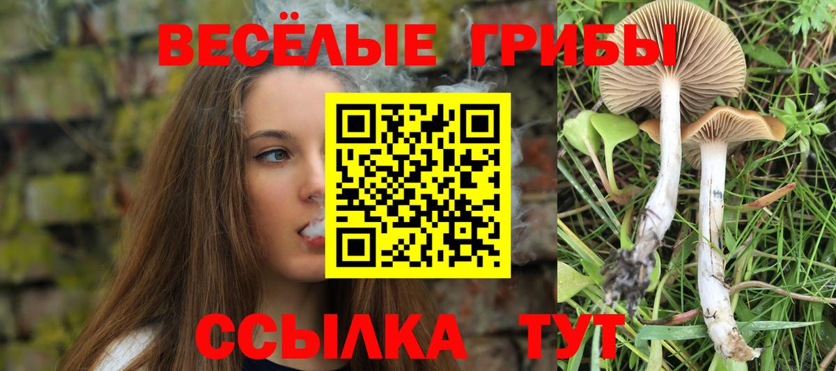 Псилоцибиновые грибы Cubensis Советская Гавань